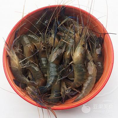 brine shrimp
